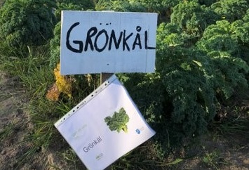 grönkålsodling med faktaskylt om grönkål.