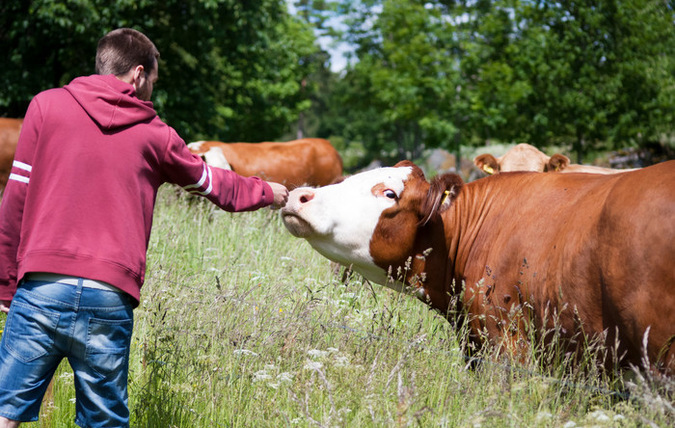En man sträcker fram handen till en ko i en grönskande hage, flera kor i bakgrunden framför några träd.