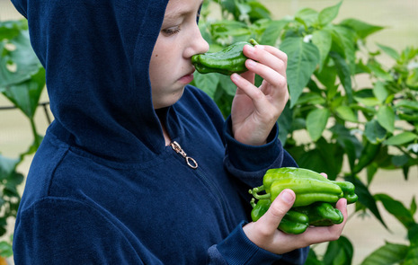 Flicka med luva, som luktar på padrons i växthus