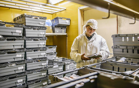 En veterinär kontrollerar en förpackad skinka